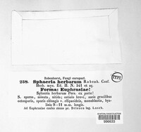 Stemphylium vesicarium image